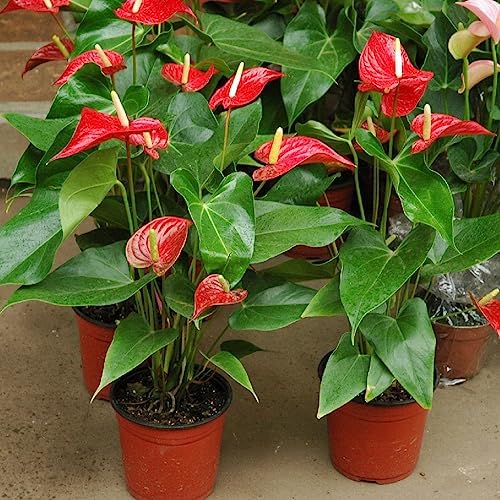 Gardenera Anthurium Potting Mix - Unleash The Full Potential of Your Indoor Garden - 20 QUARTS - Image 2