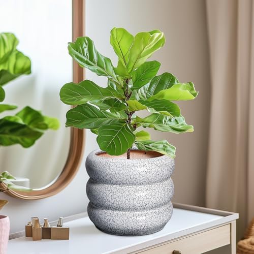 SQOWL Ceramic Pots for Plants - 8 Inch Plant Pot with Drainage Hole, Round Planter for Indoor Plants, Ceramic Flower Pots Outdoor, Modern Planter, Room Decor, Gifts for Plant Lover, Black and White - Image 6