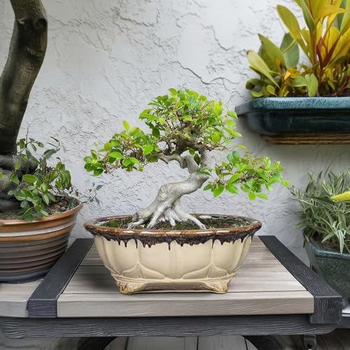 Ceramic Bonsai Tree Pots - 11 Inch Succulent Pots with Drainage Hole, Decorative Bonsai Pot for Indoor Outdoor Plants, Succulent Planters, Front Porch Decor, Gardening Gifts, Oval Beige-Brown - Image 3