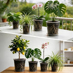 BTPLASTIK 3.5 Gallon Clear Nursery Pots with Saucers 5P, 12 Inch Round Plastic Plant Pots with Drainage Holes - Image 6