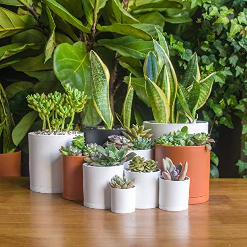 D'vine Dev 10-Pack Plastic Pots with Saucers, 2-6.5 in, Black, 74-S-B - Image 2
