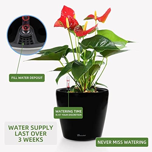 Dexceder 9x8 Self Watering Planter (Black High Gloss) - Image 5