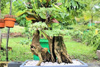 CZ Grain Heavy Duty Outdoor Bonsai Pot - 18in Pot w Drain Holes and Tray for Handling The Outdoor Weather - Image 3