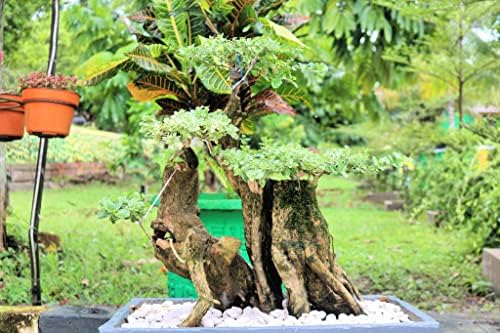 CZ Grain Heavy Duty Outdoor Bonsai Pot - 18in Pot w Drain Holes and Tray for Handling The Outdoor Weather - Image 3