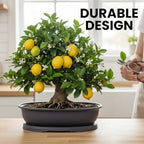 CZ Grain 14 Inch Oval Bonsai Pots & Drip Tray - Heavy Duty Display (3 Pots) - Image 4