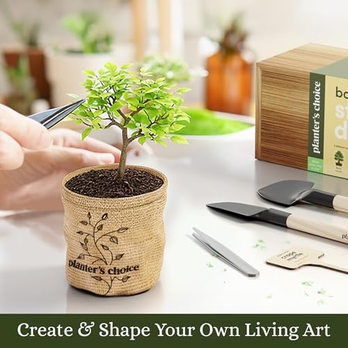 Bonsai Tree Starter Kit - Indoor Live House Plants - 5 Bonsai Tree - Image 7