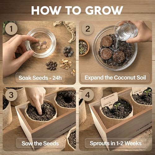Bonsai Tree Kit Classic - Growing 3 Unique Japanese Bonzai Trees - Image 4