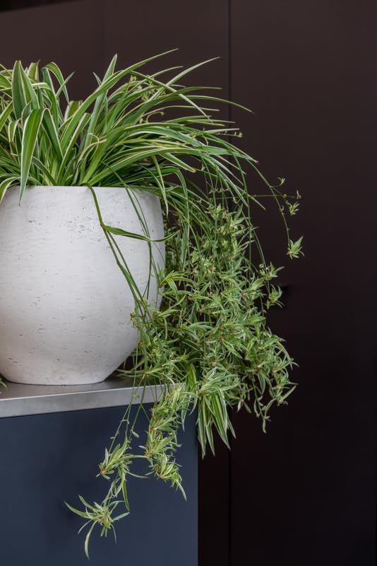 Flower Pot Elegant Coral Planter, Grey washed 6"H x 7"W - By Pottery Pots - Image 5