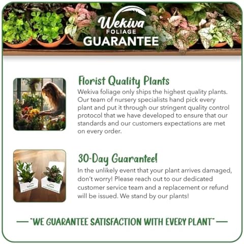 Fern Growing Soil Mix – 3 Quarts - Custom Soil Blend – Potting Mix for Fern Plants – Specially Developed by and for Professional Nursery Growers - Nutrient-Rich Formula - Image 6