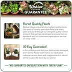 Cara Cara Orange Tree Growing Soil Mix – Custom Soil Blend – Potting Mix for Cara Cara Orange Trees – Specially Developed by and for Professional Nursery Growers - Nutrient-Rich Formula (3 Quarts) - Image 5