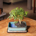 Brussel's Bonsai - Medium Live Bonsai Tree, Potted Indoor Plant - Image 4