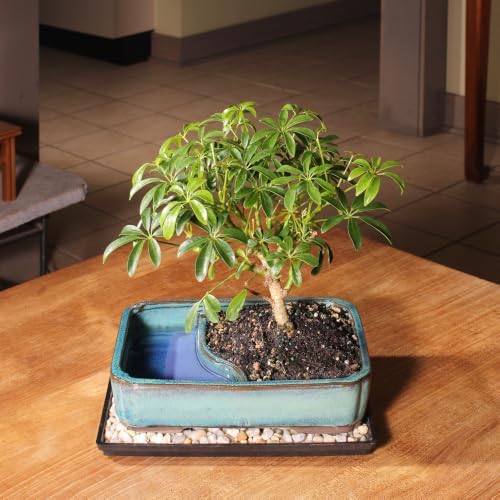 Brussel's Bonsai - Medium Live Bonsai Tree, Potted Indoor Plant - Image 4