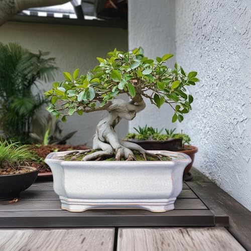 Bonsai Pots Ceramic - 13.7 Inch Succulent Planters with Drainage Hole, Bonsai Planters for Indoor Succulent Plants, Decorative Plant Pots, Front Porch Decor, Gardening Gifts, Rectangular Grey - Image 3