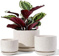 LE TAUCI Ceramic Pots for Plants, 4.3+5.3+6.8 Inch, Set of 3, Glazed Beige by LETAUCI