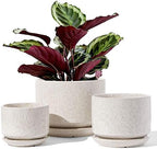 LE TAUCI Ceramic Pots for Plants, 4.3+5.3+6.8 Inch, Set of 3, Glazed Beige by LETAUCI