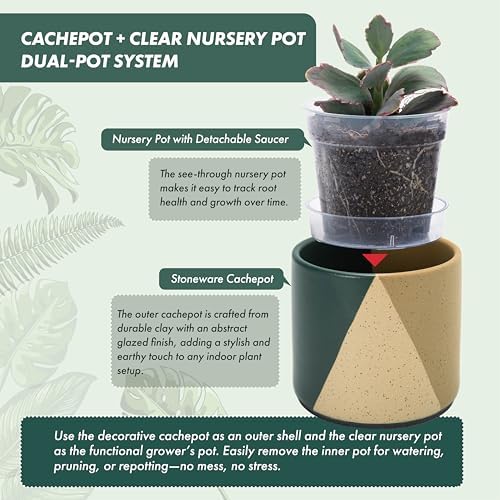 D'vine Dev 2-Pack Cachepot with Clear Pot, 4.5 in, Desert Forest, 93-V-B-1 - Image 4