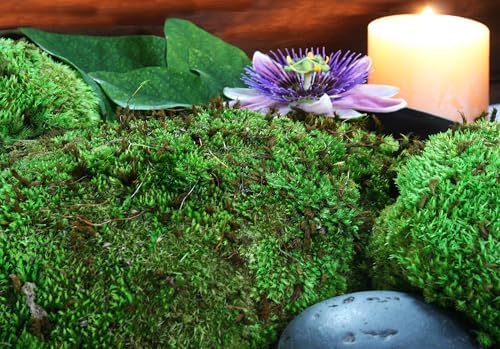 SuperMoss (21881 Royal Pool Moss Preserved – Vibrant Green Decorative Moss for Indoor Plants, Terrariums, Fairy Gardens & Vase Filler, 1,560 cu in, Fresh Green - Image 5