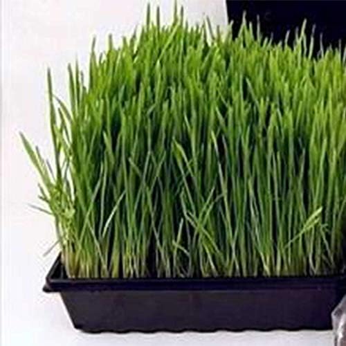 Living Whole Foods Plant Germination Drip Trays - Pack of 100-10" by 10" Black Plastic Greenhouse Growing Trays with No Drain Holes - for Seedlings, Microgreens, Wheatgrass, More - Image 2