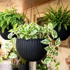 LaLaGreen Indoor Hanging Planters (11in, 4 Pack) Self-Watering Flower Pots by L%C3%A1L%C3%A1Green