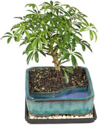 Brussel's Bonsai - Medium Live Bonsai Tree, Potted Indoor Plant - Image 2