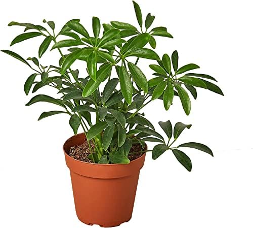 Gardenera Umbrella Plant Premium Potting Mix - Experience The Difference of Hand-Mixed Quality and Natural Ingredients - 4 Quart - Image 3