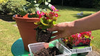 GARDENERA Begonia Plant Potting Soil - Experience Stunning Blossoms and Vibrant Growth with Professional Grade Mix - 10 Quart - Image 3
