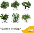 Costa Farms Mini Bonsai, Live Indoor Plant, Easy Care, Home Decor - Image 3