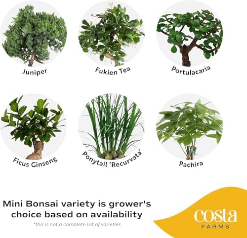 Costa Farms Mini Bonsai, Live Indoor Plant, Easy Care, Home Decor - Image 3