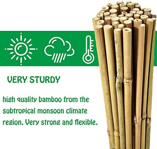 Mininfa Natural Bamboo Stakes 57 Inch (Approx 5 FEET), Eco-Friendly Garden Stakes, Plant Stakes Supports Climbing for Tomatoes, Trees, Beans, 20 Pack - Image 3