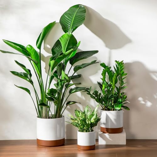 vancasso 6"+8"+10" Ceramic Pot for Plants, Large Outdoor Indoor Planter Pots with Drainage Holes, Set of 3, Khaki - Image 6
