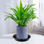 6 Pack Plant Saucer Drip Tray 16 inch, Potting Trays for Plants, Heavy Sturdy Plastic Planter Flower Pot Saucers for Indoor Outdoor Garden, Plant Water Drip Trays for pots (16", Black) - Image 4