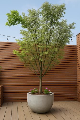 Large Resin Planter Pot for Trees Big Flower – Lightweight Round Plant Pot with Stone-Textured Finish, Weather-Resistant Decorative Outdoor & Indoor (XL - 21.7") - Image 4