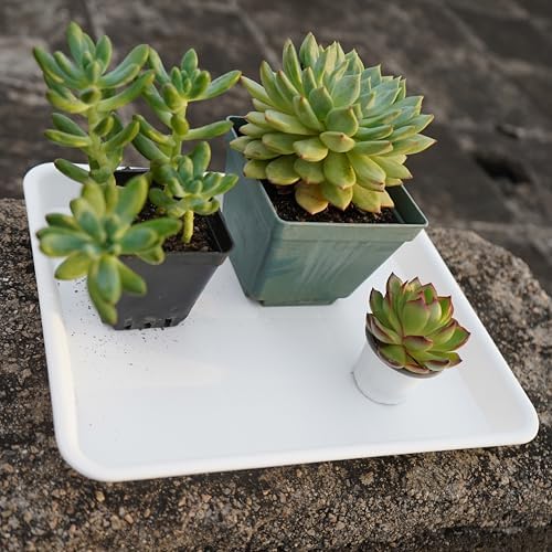VUWEZ 2 Pack Plant Growing Nursery 1020 Trays, Heavy Sturdy Seed Starting Saucer, No Holes Starter Tray for Indoors (22"x11.2", Creamy White) - Image 7