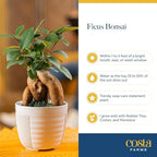 Costa Farms Mini Bonsai, Live Indoor Plant, Easy Care, Home Decor - Image 6