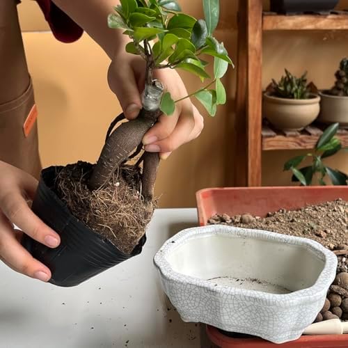 MUZHI 2 Pack Amazing Ice Crack Glazed Ceramic Bonsai Pot White Color 5 Inch with Bamboo Tray, Plant Pot Succulent Planter for Office Home Garden Decor Gift - Image 5