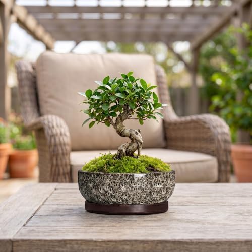 Bonsai Pots, 8 Inch Ceramic Succulent Pot with Saucer, White Leopard - Image 3