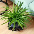 3 Packs Large Metal Plant Caddy with Wheels 13" Rolling Plant Stands Heavy-duty Wrought Iron Roller Planter Movers Indoor Outdoor Wheeled Plant Dolly with Casters Tray Coaster, Slender leaves - Image 7