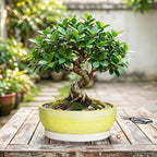 10 Inch Ceramic Bonsai Planter with Saucer, Brushed Yellow - Image 7
