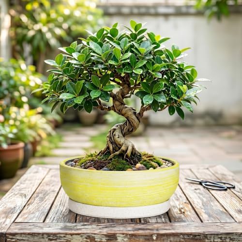 10 Inch Ceramic Bonsai Planter with Saucer, Brushed Yellow - Image 7