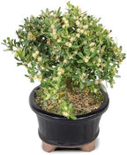 Brussel's Live Harland Boxwood Outdoor Bonsai Tree - 3 Years Old; 6" to 8" Tall with Decorative Container - Image 2