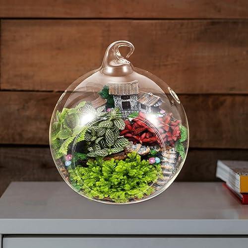 2pcs Globe Hanging Terrarium Glass Flower Plant Display for Patio - Image 4