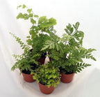 Mini Ferns for Terrariums/Fairy Garden - Live Plants - 5 Different Plants-2" Pots - Image 2