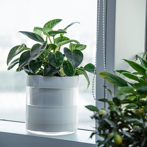Phoenix Vine 10 Inch Self Watering Planter, White Terracotta Clay Pot with Glass Reservoir for Indoor Plants, Herbs, Flowers, Set of 1, 52-B-I-1 - Image 6