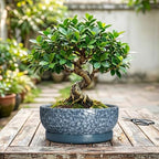 10 Inch Ceramic Bonsai Pots with Saucer, Scale Blue - Image 7