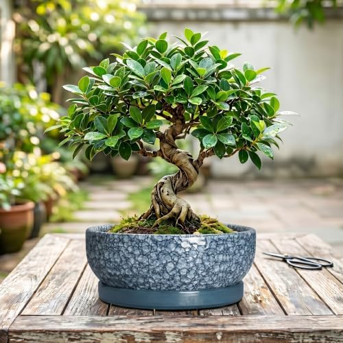 10 Inch Ceramic Bonsai Pots with Saucer, Scale Blue - Image 7