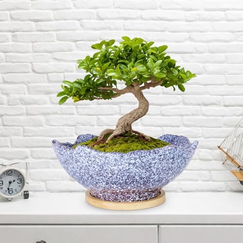 Bonsai Pots - 9.06'' Ceramic Pots for Indoor Plants, Large Succulent Pots - Image 4