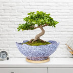 Bonsai Pots - 9.06'' Ceramic Pots for Indoor Plants, Large Succulent Pots - Image 4