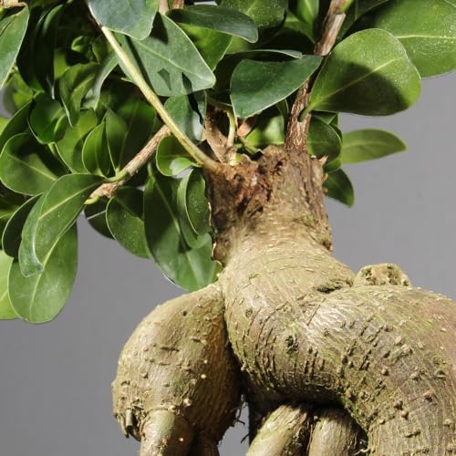 Brussel's Bonsai - Medium Ficus Live Bonsai Tree, Potted Indoor Plant - Image 4