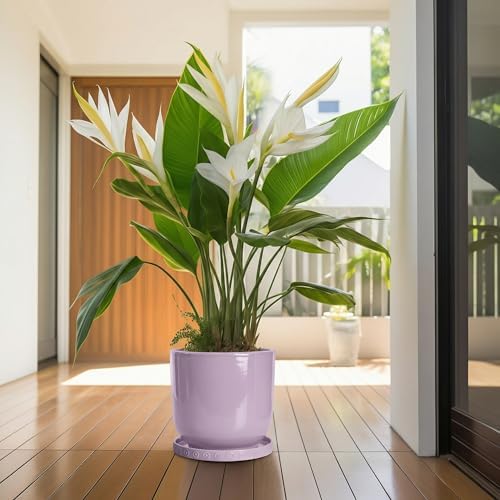 Eightpot Plant Plates to Catch Water, 9.3 Inch Plant Pot Saucers for Indoor Outdoors, Round Plants Drip Tray, Modern Ceramic Plant Saucer, Decorative Plants Dishes to Catch Water, Garden Gift, Purple - Image 6