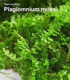 Live Moss – Plagiomnium Moss (3 Sheets, Each Approx. 3.5"x7") for Terrariums, Moss Balls, Bonsai & Natural Plant Decor – Naturally Grown, Reusable, Not Artificial - Image 5